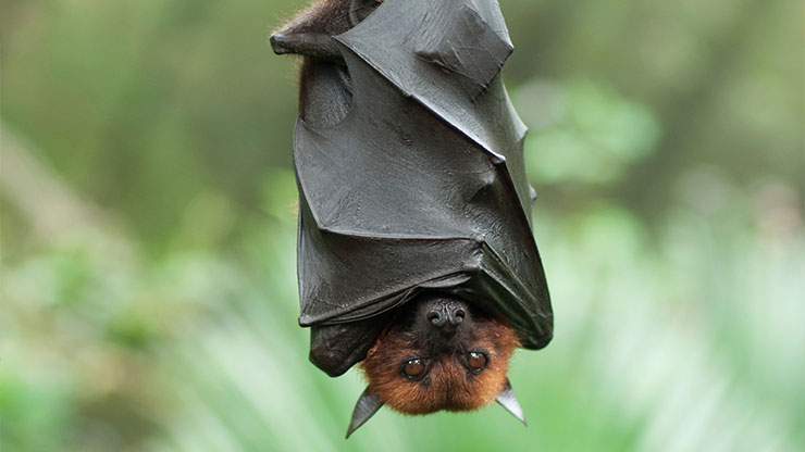 Bat Upside Down