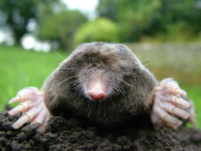 Mole Control