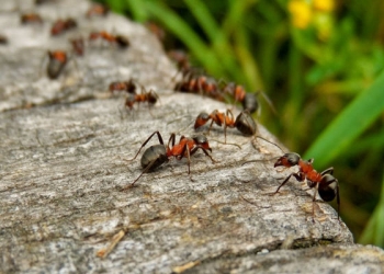 Ant Control