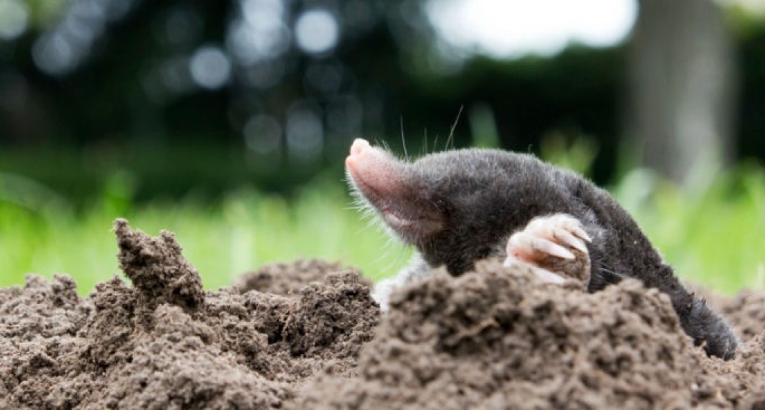 Mole Control