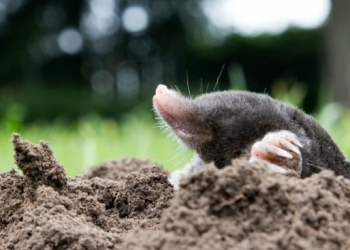 Mole Control