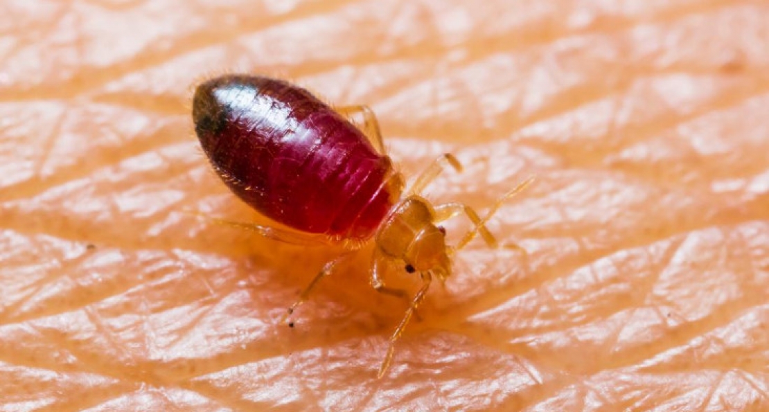 Bed Bug Control – Heat VS Chemicals