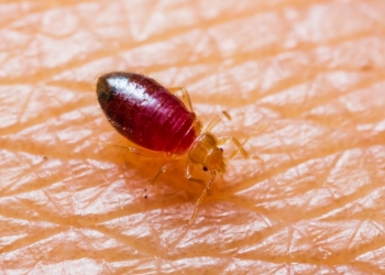 Bed Bug Control – Heat VS Chemicals