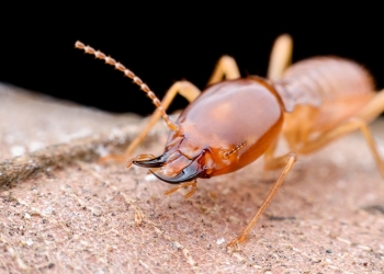 Wood Destroying Insects