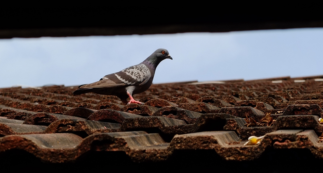 Bird Control