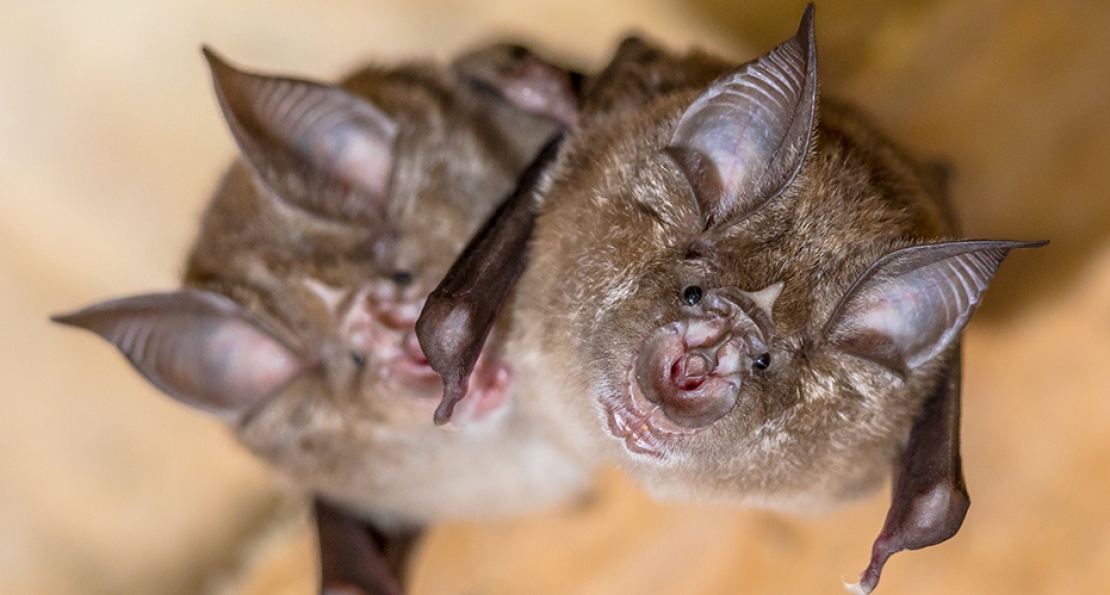 Bat Control in Northwest Ohio