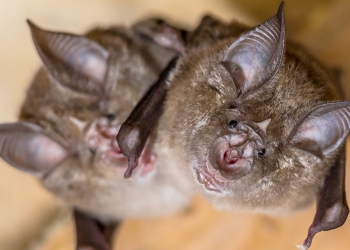 Bat Control in Northwest Ohio