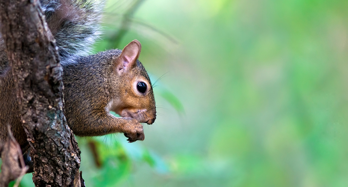 Squirrel Control