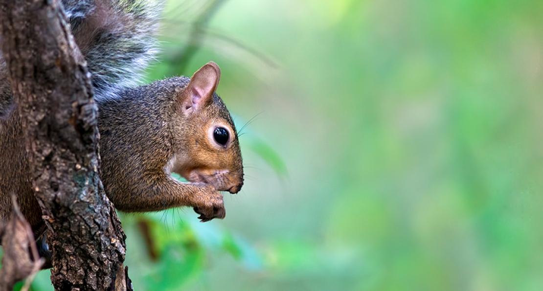 Squirrel Control 