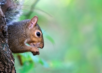 Squirrel Control 