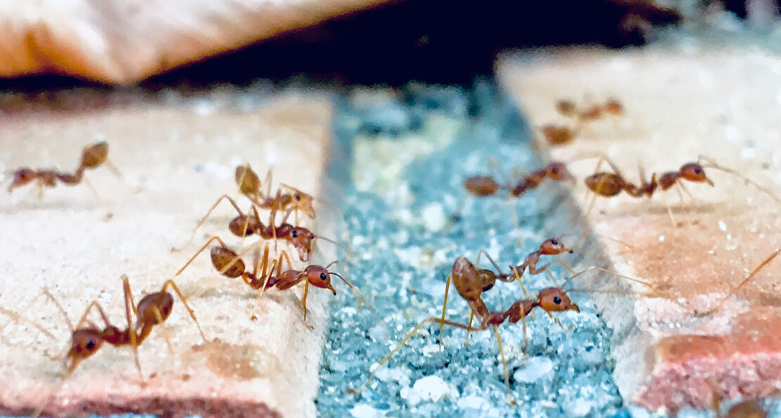 Insecticides commonly used to treat pavement ants