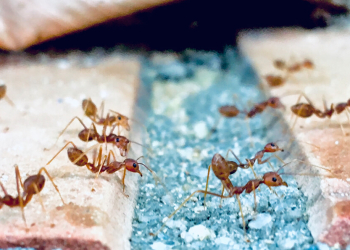 Insecticides commonly used to treat pavement ants