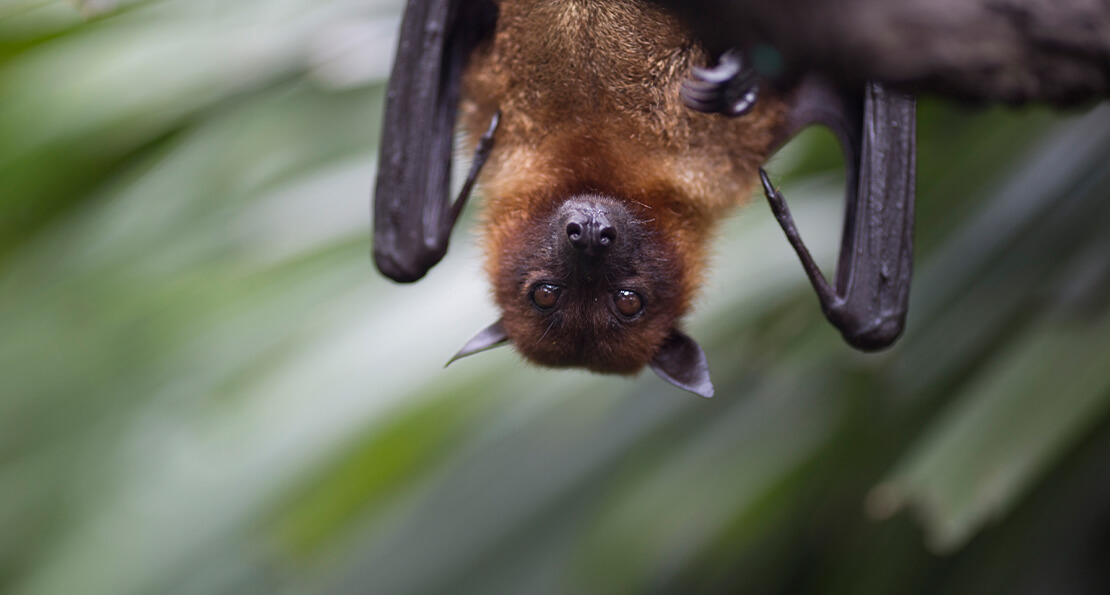 New Ohio Department of Natural Resources Rules Regarding Bat Exclusions
