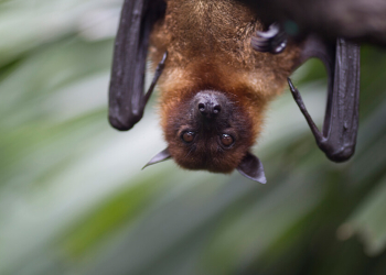 New Ohio Department of Natural Resources Rules Regarding Bat Exclusions