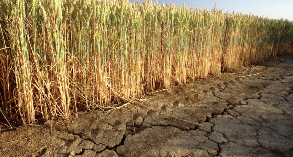 How Dry Weather Affects Insect Populations