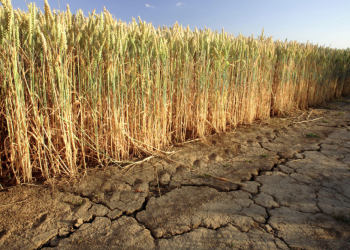 How Dry Weather Affects Insect Populations