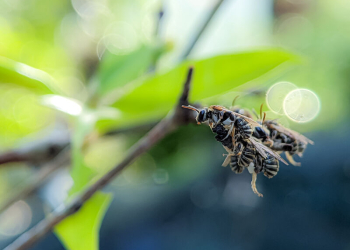 Rising Springtime Insect Pressure in Northwest Ohio: What to Expect in 2025