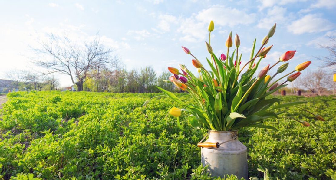 How a Wet Spring Affects Pest Populations: What to Expect This Spring and Summer