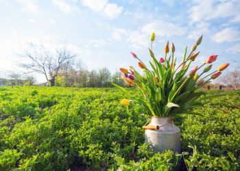 How a Wet Spring Affects Pest Populations: What to Expect This Spring and Summer