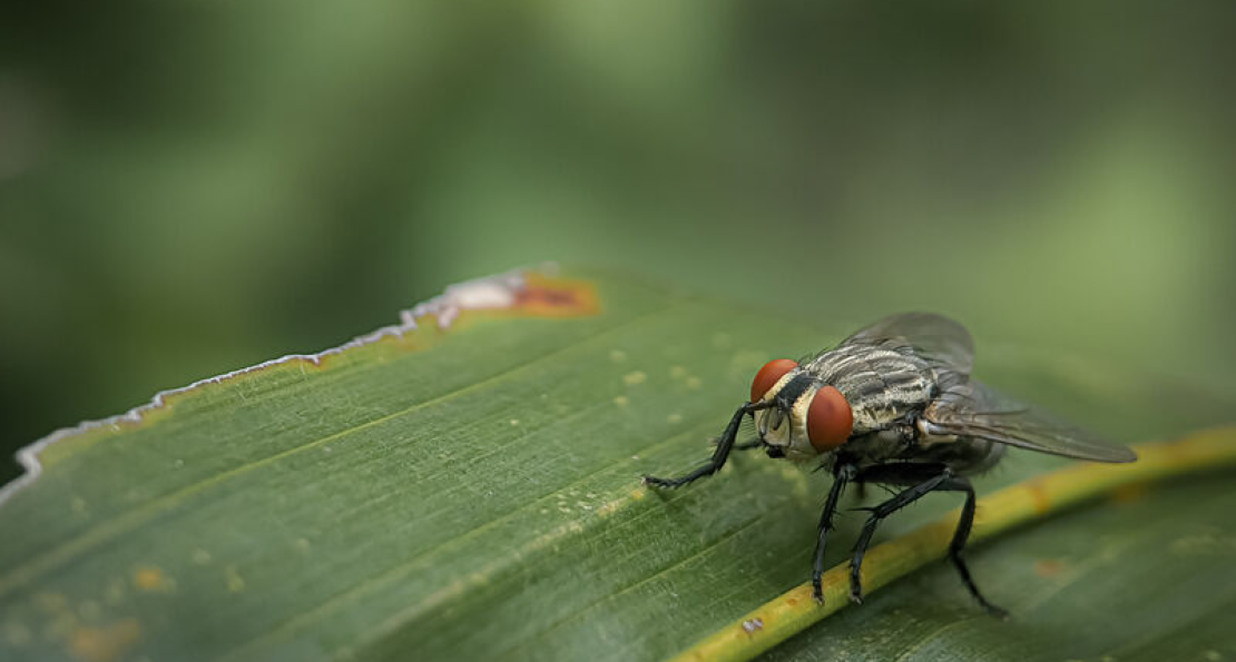 Small Flies: Identification, Habits, Breeding Sources, and Treatment Methods