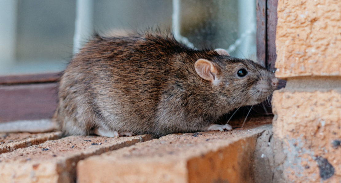 The Importance of Sealing Your House to Prevent Rodent Entry 