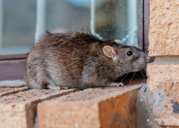 The Importance of Sealing Your House to Prevent Rodent Entry 