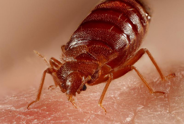 Bed Bug Control – Heat VS Chemical