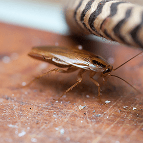 Cockroaches in Ohio