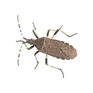 brown shield bug on a white background PA9CYQP