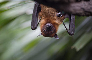 close up of brown bat hanging upside down from a t D7UHGMC