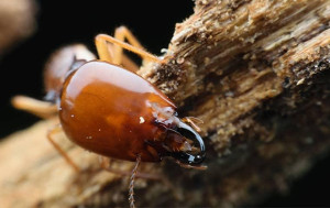 Wood Destroying Insects